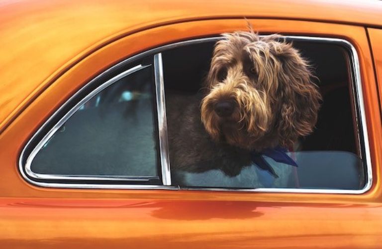 A dog peeking out from a car's window